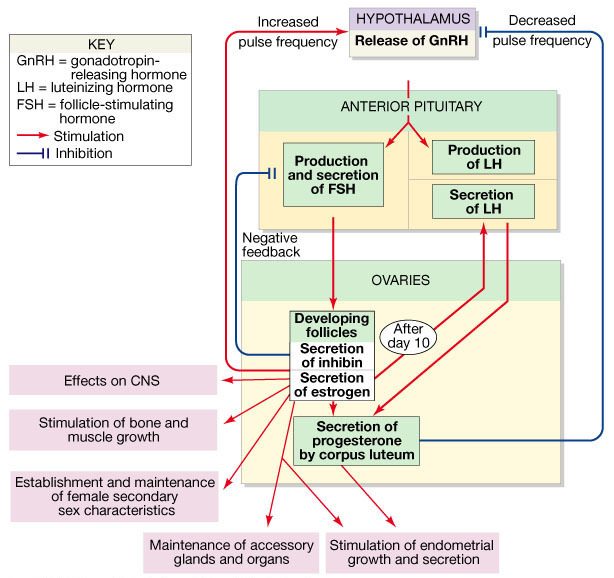 NEURENDKRINA KNTRLA ŽENSKG REPRDUKTIVNG SISTEMA GnR = oslobañajući hormon za gonadotropine L = luteinizirajući hormon FS = folikulostimulirajući hormon Povećani ipotalamus pulsirajući ritam