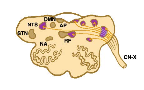 Προβολές του Πνευμονογαστρικού Νεύρου προς σημαντικές περιοχές του στελέχους Αμφοτερόπλευρες Προβολές προς τον πυρήνα της μονήρους δεσμίδος (NTS) STN=νωτιαίος πυρήνας του τριδύμου; NTS=πυρήνας της