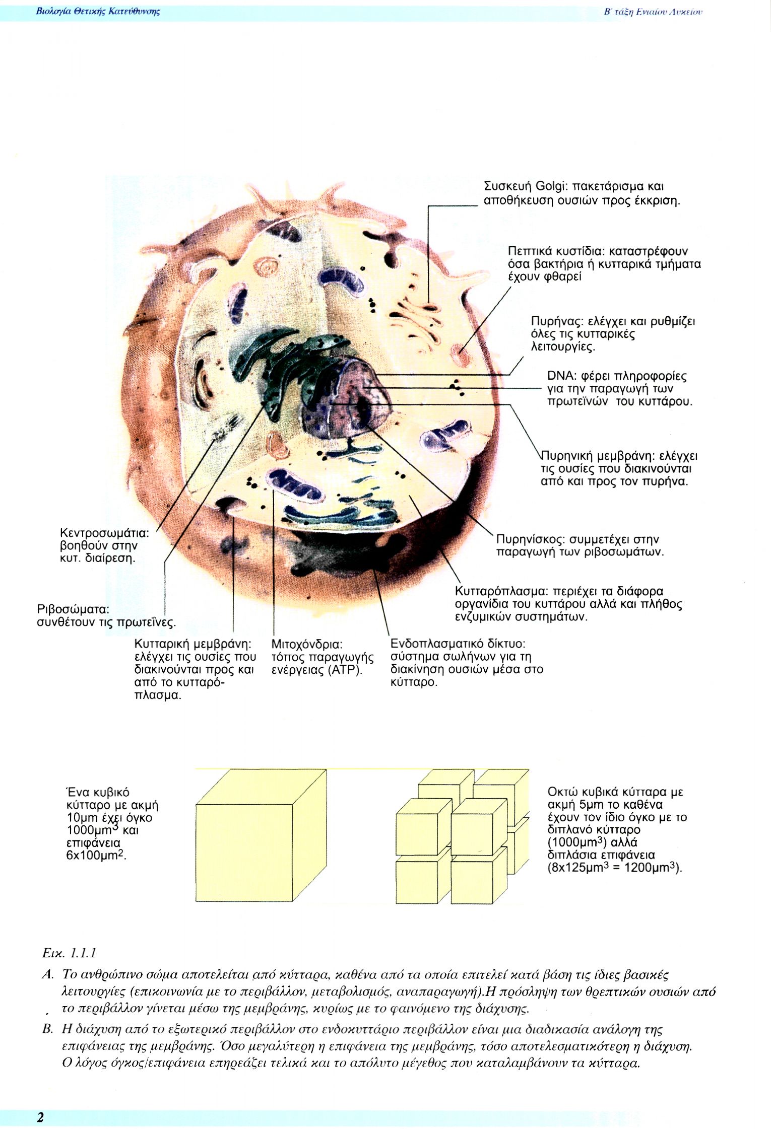 Εικ. 1.1.1 Α. Το ανθρώπινο σώμα αποτελείται από κύτταρα, καθένα από τα οποία επιτελεί κατά βάση τις ίδιες βασικές λειτουργίες (επικοινωνία με το περιβάλλον, μεταβολισμός, αναπαραγωγή).