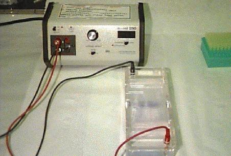 triphosphates), buffer solution Thermocycler