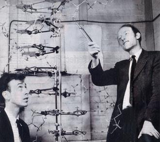Η Αρχή DNA RNA ΠΡΩΤΕΪΝΕΣ 1953: ο Francis Crick και ο James Watson αποκαλύπτουν την