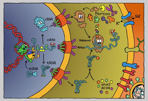 Κεντρικό δόγμα της μοριακής βιολογίας DNA RNA ΠΡΩΤΕΪΝΕΣ Το DΝΑ περιέχει αποθηκευμένες ακριβείς οδηγίες οι οποίες καθορίζουν τη δομή και λειτουργία του οργανισμού.