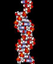 DNA mrna Πρωτεΐνες