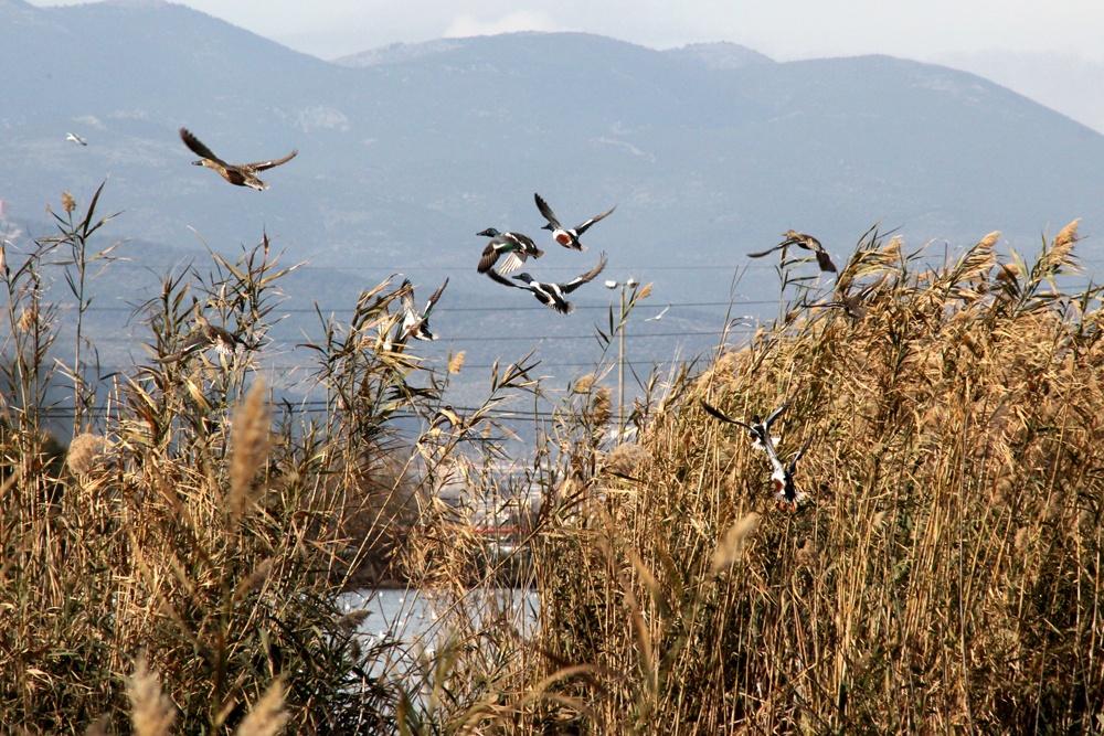 Υλικό με μη προσδιορισμένη προέλευση.
