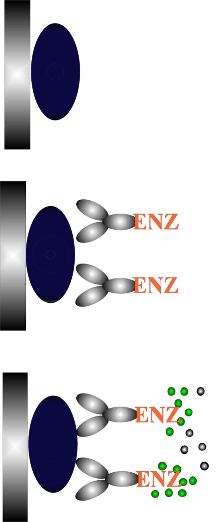 Enzyme-linked immunosorbent assay (ELISA) ΑΜΕΣΗ ELISA Προσρόφηση αντιγόνου στην μικροπλάκα Απομάκρυνση περίσσειας