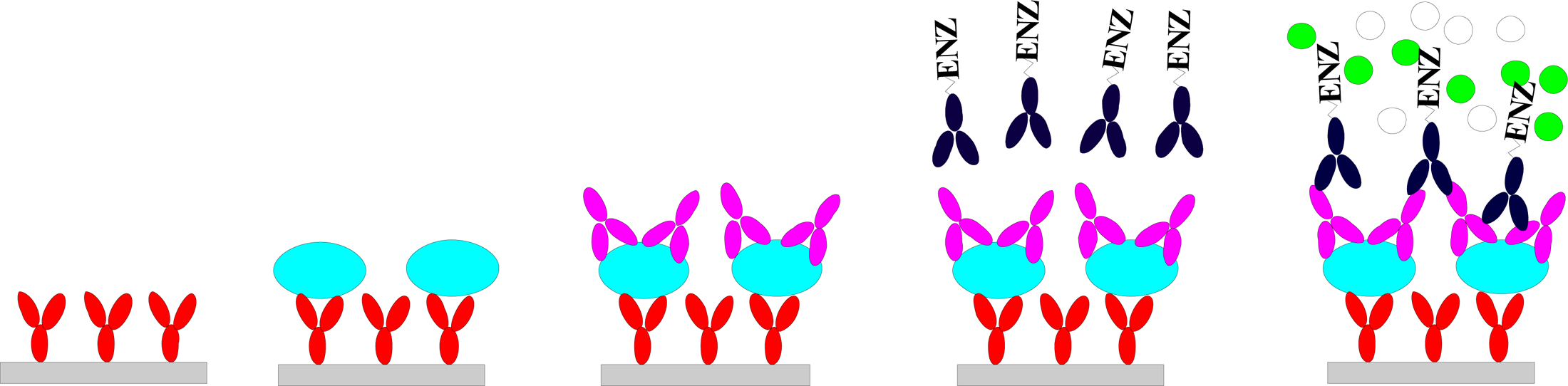 Enzyme-linked immunosorbent