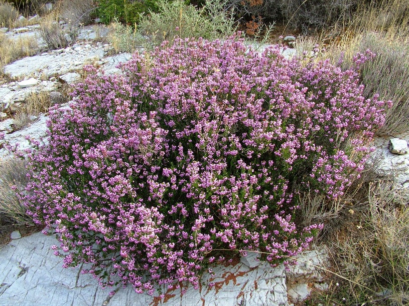 Το αρωματικό φυτό Satureja thymbra Ανήκει στην οικογένεια των χειλανθών (Lamiaceae) Ευδοκιμεί σε πολλές περιοχές της Ελλάδας και ανήκει στην ίδια οικογένεια με το θυμάρι (Thymus capitatus) και την