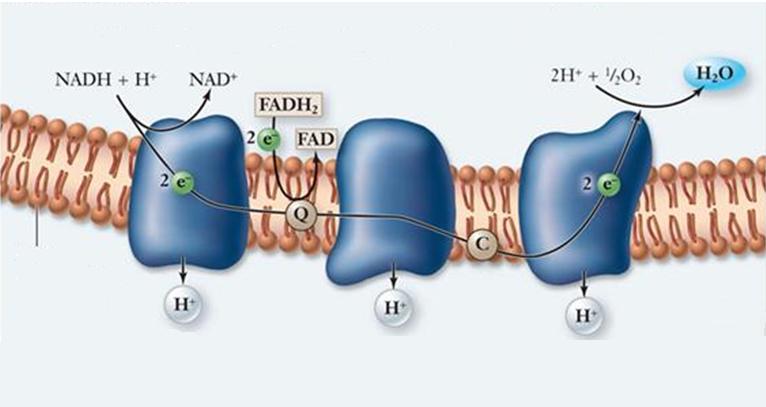 ΑΝΑΠΝΕΥΣΤΙΚΗ ΑΛΥΣΙΔΑ Τα Οι μεταφορείς ενζυμικά σύμπλοκα των ηλεκτρονίων της αναπνευστικής είναι διατεταγμένοι αλυσίδας κατά μήκος περιέχουν της προσθετικές αλυσίδας με σειρά ομάδες αυξανόμενης που