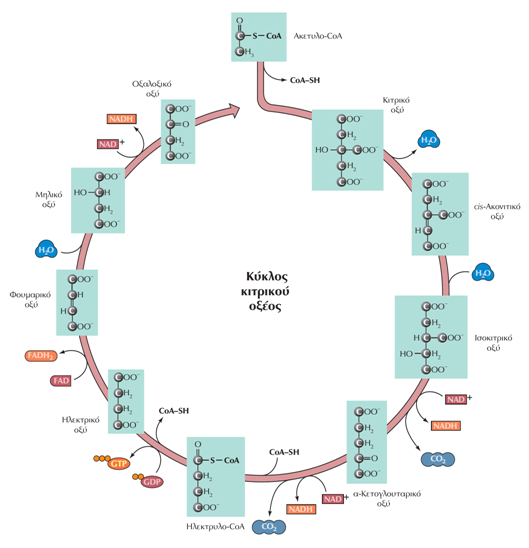Χρησιμοποίηση του ακέτυλο-coa στον κύκλο του κιτρικού οξέος Στον κύκλο του κιτρικού οξέος (κύκλος των τρικαρβοξυλικών οξέων ή κύκλος του Krebs), μια ακετυλομάδα δύο ατόμων άνθρακα μεταφέρεται από το