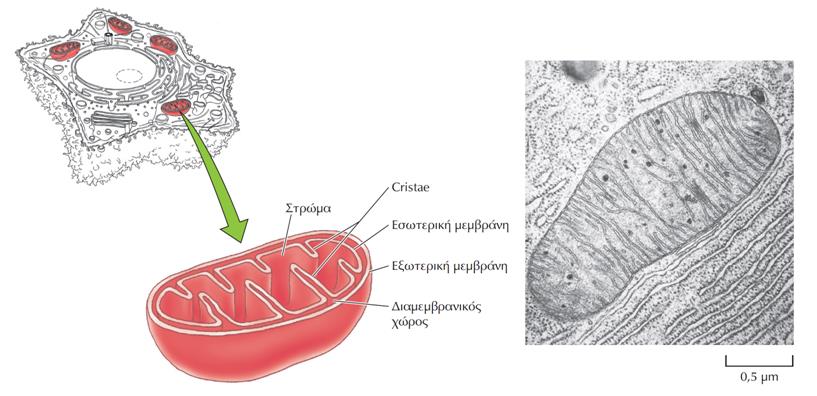 H δομή των μιτοχονδρίων Ακαδημαϊκές Εκδόσεις 2011.