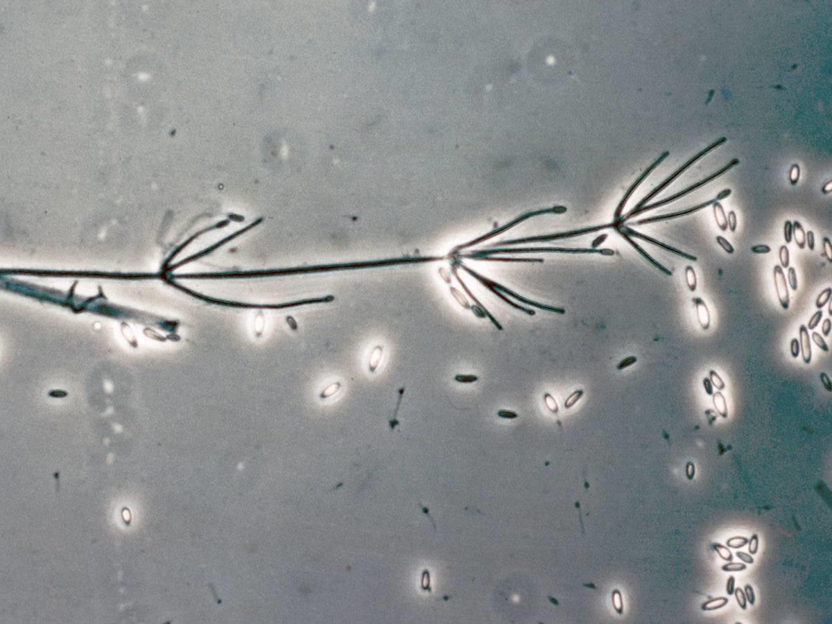 Verticillium dahliae: κονιδιοφόροι με