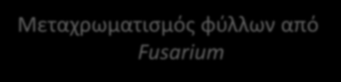 Παρουσιάζονται όταν εμφανίζονται τα πρώτα άνθη.