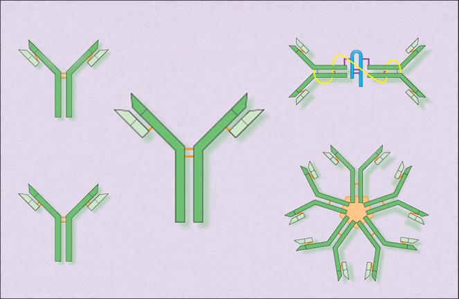 Immunoglobulin