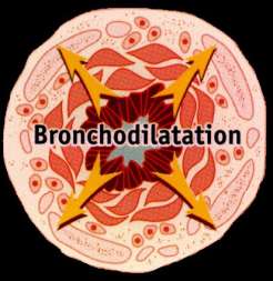 Bronchodilators in COPD 2 - agonists Theophylline Anticholinergics short-acting