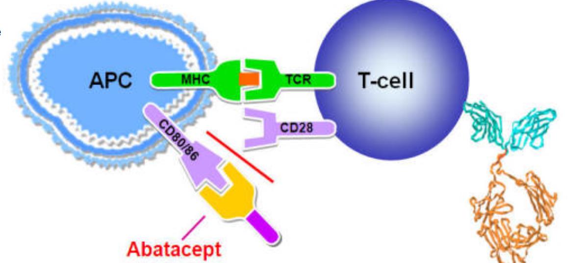 Abatacept (prevents