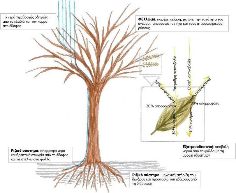 Επιπλέον, τα δένδρα, μέσω του μηχανισμού της εξατμισοδιαπνοής, αποβάλλουν από τα φύλλα νερό στο περιβάλλον, με τη μορφή υδρατμών, αυξάνοντας έτσι τη σχετική υγρασία κάτω από το φύλλωμά τους.