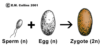 1. Ισογαμία 2α. Ωογαμία Ισογαμέτες ( + και - ) Σπερματοζωϊδιο Ωοκύτταρο 2.
