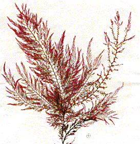 Microcladia 