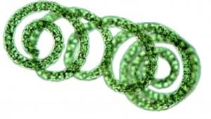 Γένος Chlorella Ακίνητα