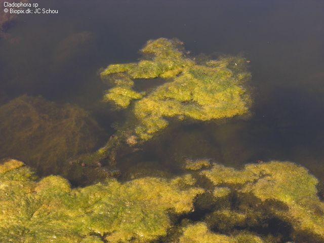 Γένος Cladophora