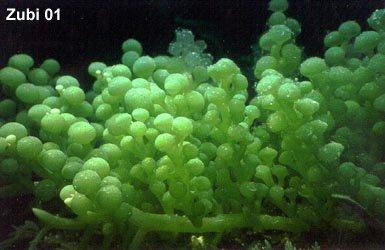 Γένος Caulerpa Σιφωνοειδές θαλάσσιο φύκος Είδη Caulerpa lentilifera και C.