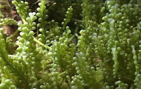 Το είδος Caulerpa racemosa θεωρείται επιθετικό ζιζάνιο.