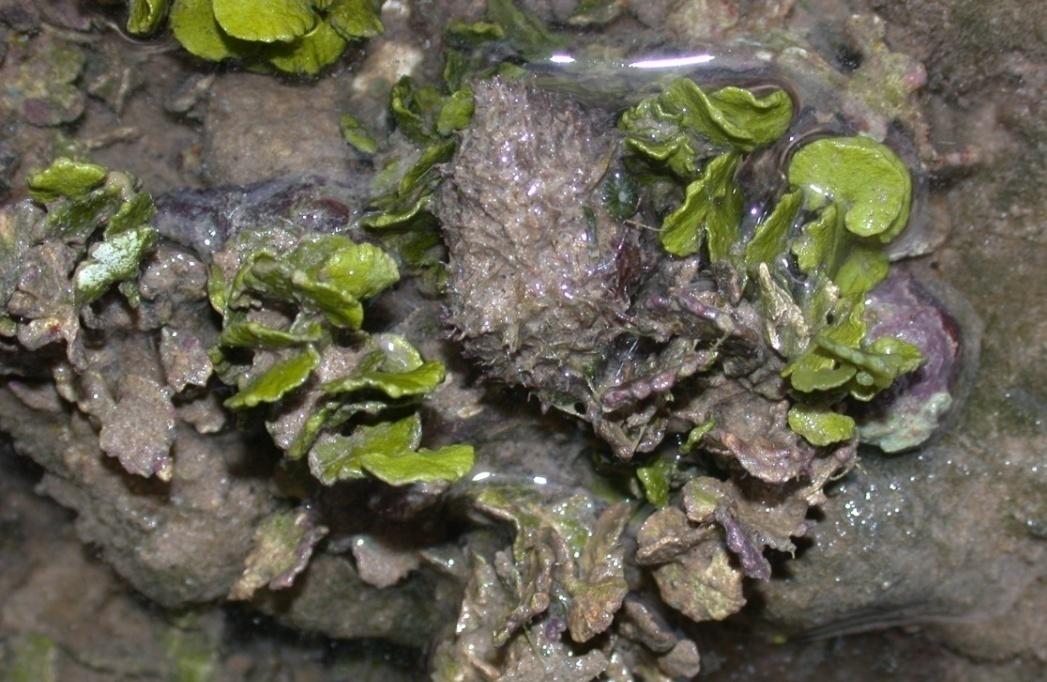 Γένος Halimeda