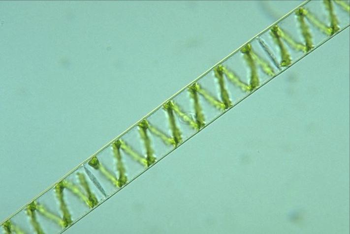 Χαρόφυτα Κλάση Charophyceae Περιλαμβάνει μέλη που μοιάζουν περισσότερο με τα βρυόφυτα και τα