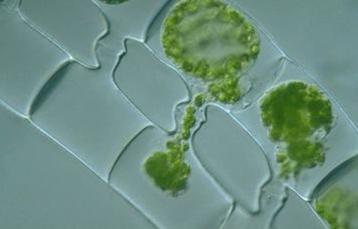 Διάφορα στάδια σύζευξης στη Spirogyra Γέφυρα (σωλήνας) σύζευξης Ζυγώτες Τα