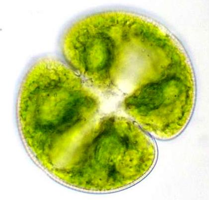 Δεσμίδια (Oικογένεια Desmidiaceae) Περίπου 2.