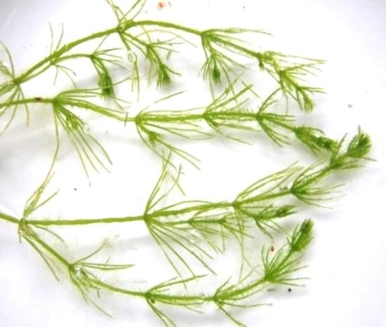 Τάξη Charales (Άθροισμα Charophyta) Περιλαμβάνει τα πιο πολύπλοκα χλωροφύκη.