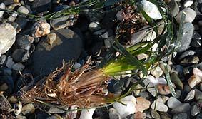 Posidonia