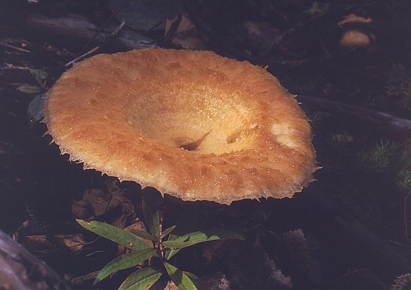 Lactarius