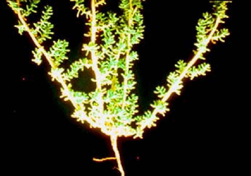 Halogeton glomeratus Δηλητηριώδημέρηφυτού:
