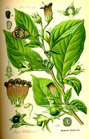 Atropa