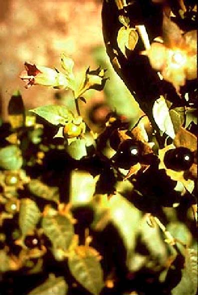 Atropa Belladonna Τοξική δράση Συμπτώματα Μυδρίαση, ζεστό ξηρό δέρμα, μανία αύξηση καρδιακού ρυθμού και