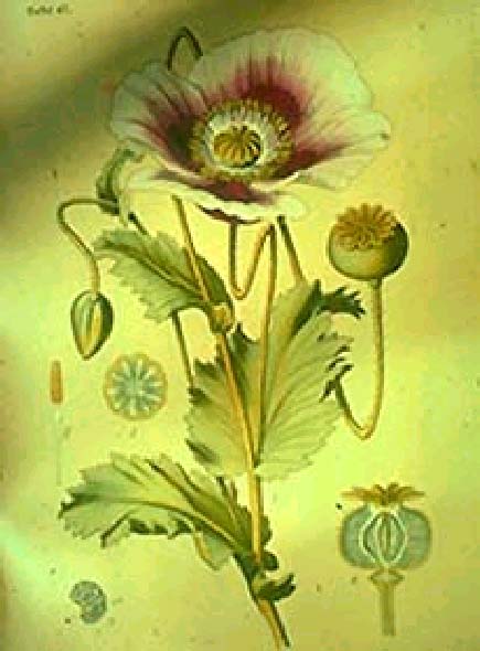 Παπαρούνα του οπίου (συνέχεια) Οικογένεια Papaveraceae