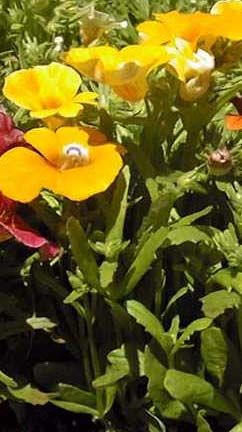 Digitalis Oικογένεια Scrophulariaceae Τα φύλλα περιέχουν καρδιοτονωτικούς γλυκοζίτες :