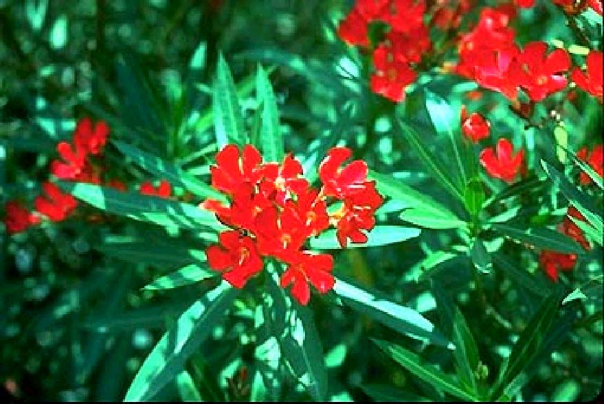 Nerium Oleander Οικογένεια Apocynaceae Περιέχει τουλάχιστον 5 κάρδιοτονωτικούς γλυκοζίτες