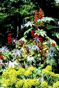Ricinus communis Σε ήπια κλίματα το φυτό είναι μονοετής πόα, ενώ στις τροπικές περιοχές είναι πολυετές δέντρο,