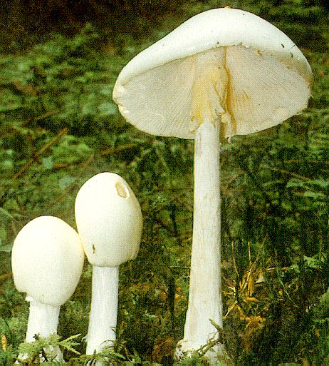 Amanita Verna Τόσο τοamanita Phalloides, όσο και το Amanita Verna, έχουν λευκούς σπόρους.