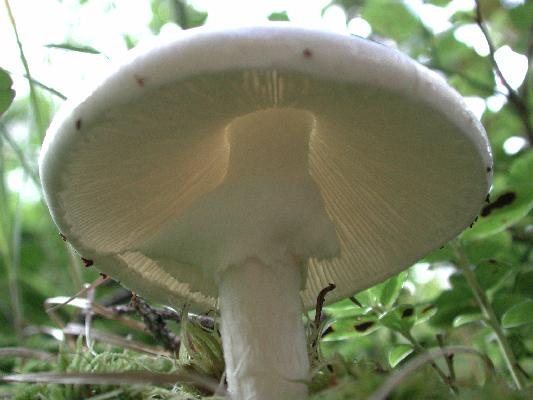 Amanita
