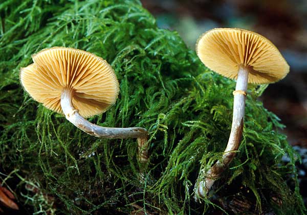Galerina Autumnalis Οι αματοξίνες αναστέλλουν τη λειτουργία της β-rna