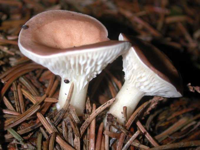 Inocybe