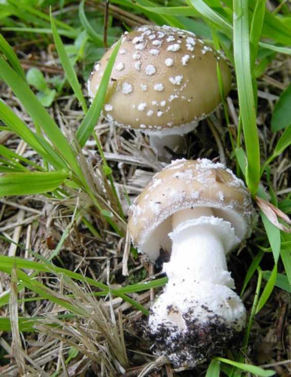 Amanita