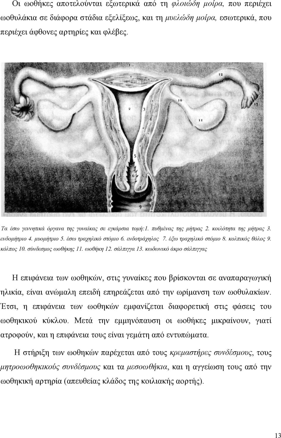 κολπικός θόλος 9. κόλπος 10. σύνδεσµος ωοθήκης 11. ωοθήκη 12. σάλπιγγα 13.