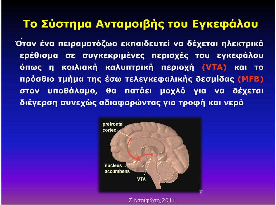 συγκεκριμένες καλυπτρική περιοχές περιοχή του (VTA) εγκεφάλου και πρόσθιο τμήμα της