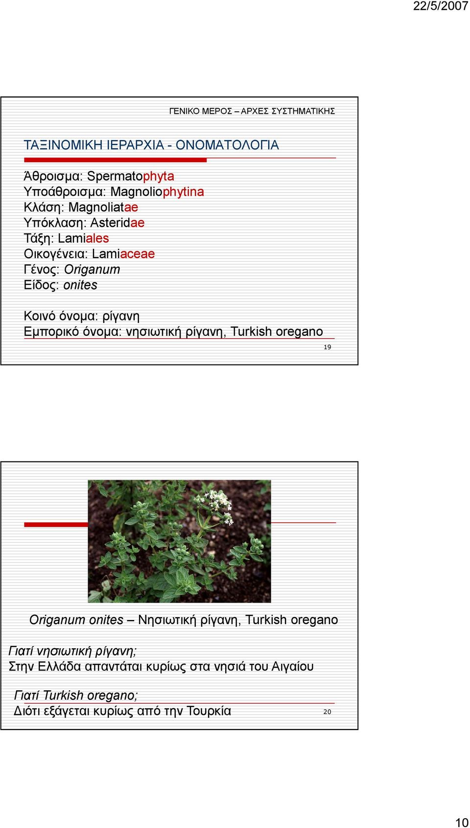 Εµπορικό όνοµα: νησιωτική ρίγανη, Turkish oregano 19 Origanum onites Νησιωτική ρίγανη, Turkish oregano Γιατί