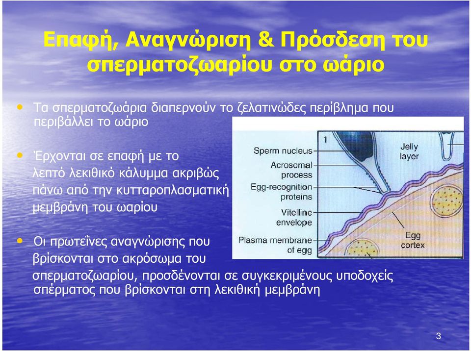 πάνω από την κυτταροπλασματική μεμβράνη του ωαρίου Οι πρωτεΐνες αναγνώρισης που βρίσκονται στο