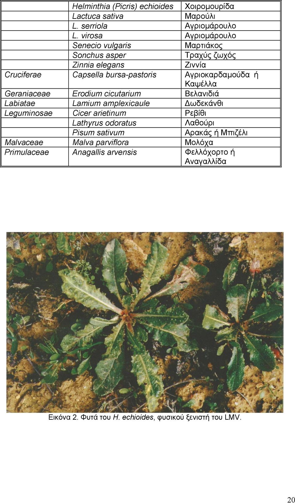 Αγριοκαρδαµούδα ή Καψέλλα Geraniaceae Erodium cicutarium Βελανιδιά Labiatae Lamium amplexicaule ωδεκάνθι Leguminosae Cicer arietinum Ρεβίθι